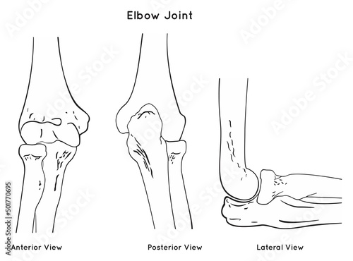 Elbow joint anatomy anterior posterior and lateral views for anatomical science education scheme with skeletal bone structure humerus radius ulna arm forearm medical physics physiotherapy  vector