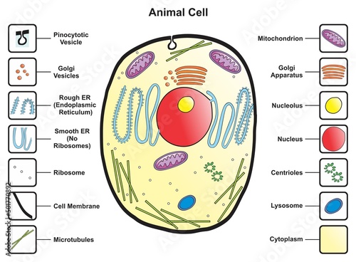 Animal cell structure anatomy infographic diagram with parts flat vector illustration design for biology science education school book concept microbiology organism scheme labels of components