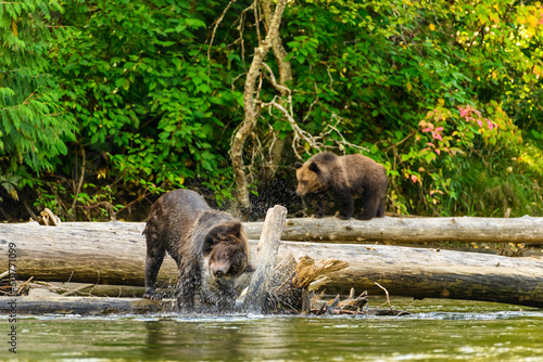 Female Grizzly Bear  Ursus arctos horribilis  shaking off the water from his fur  creating a swirl of water droplets in the Atnarko River  British Columbia