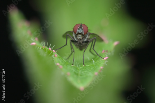 Small fly with bubble in the mouth on the leaf © abdul
