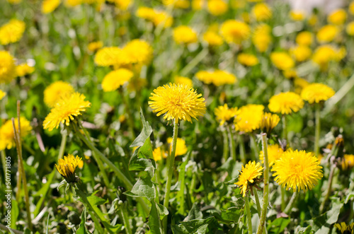 Yellow blooming dandelion in a meadow on a sunny day close-up with selective focus