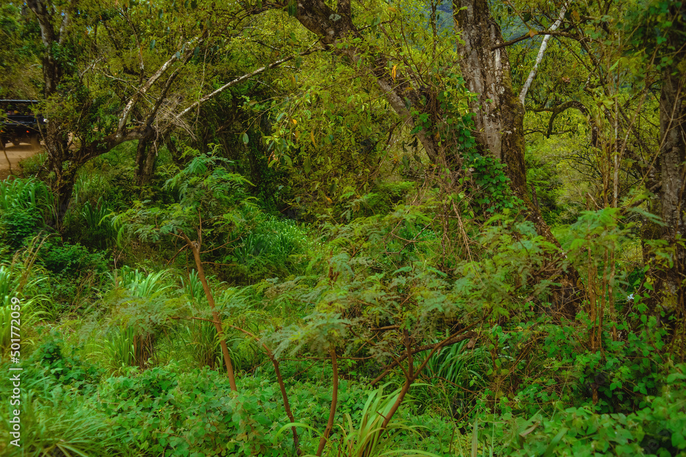 Fototapeta premium Deep dark tropical jungle wet with rain on the Hawaiian island of Kauai, with green palms and ferns