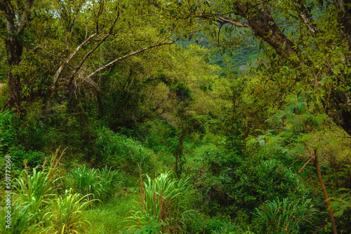Deep dark tropical jungle wet with rain on the Hawaiian island of Kauai, with green palms and ferns