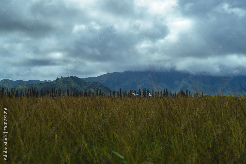 Mist and low clouds hang over the beautiful green mountains of Kipu on the Hawaiian Island of Kauai