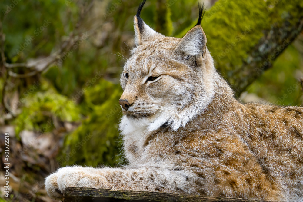 The Eurasian lynx (Lynx lynx), medium-sized wild cat The Eurasian lynx (Lynx lynx), medium-sized wild cat