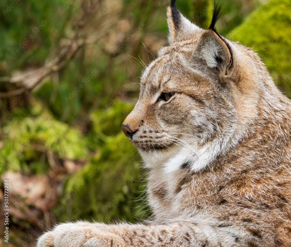 The Eurasian lynx (Lynx lynx), medium-sized wild cat The Eurasian lynx (Lynx lynx), medium-sized wild cat