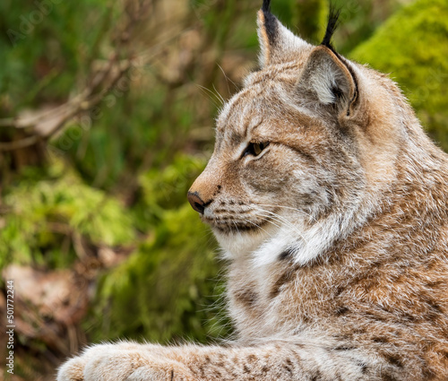 The Eurasian lynx (Lynx lynx), medium-sized wild cat © Dreamnordno