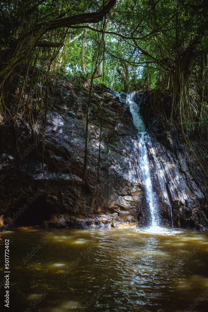 Small, gently flowing jungle waterfall deep in the forest on the Kipu Ranch on the Hawaiian island of Kauai, surrounded by lush tropical foliage and descending into a bright green natural pond Small, gently flowing jungle waterfall deep in the forest on the Kipu Ranch on the Hawaiian island of Kauai, surrounded by lush tropical foliage and descending into a bright green natural pond