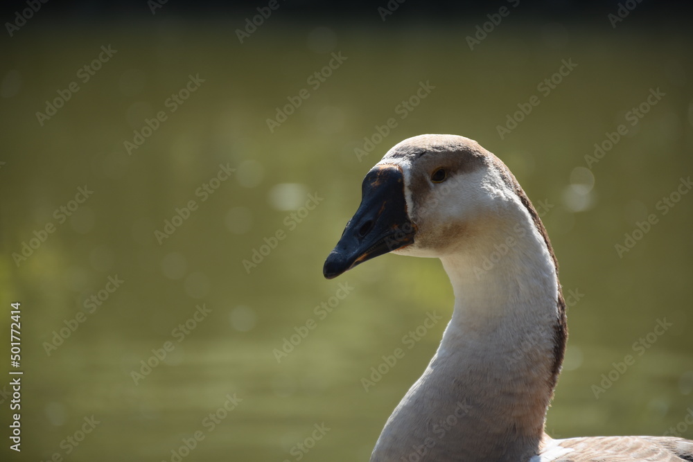 Closeup view of graceful Chinese goose floating in lake Closeup view of graceful Chinese goose floating in lake