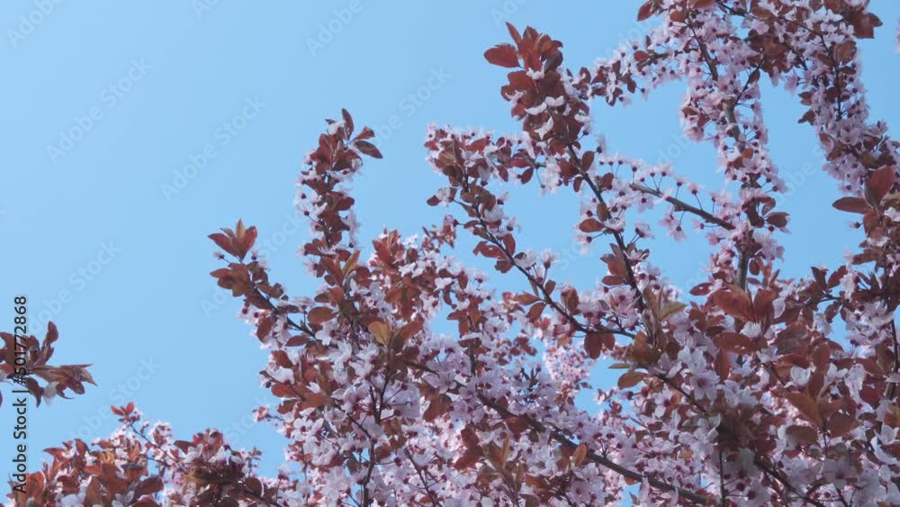 Flowering fruit tree. Lots of white flowers Flowering fruit tree. Lots of white flowers