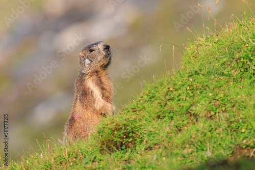 Marmot in the pastures of Fagaras Mountains, Romania. Otherwise known as a ground squirrel or ground hog is a native of Romanian Carpathians mountain pastures. photo