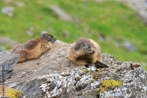 Two marmot sitting on a rock near pasture of Fagaras Mountains,Romania. Otherwise known as a ground squirrel or ground hog is a native of Romanian Carpathians mountain pastures. photo