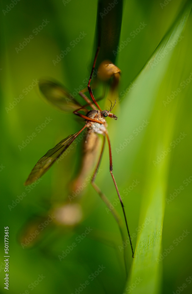 Crane Fly, holding on - macro detail closeup Crane Fly, holding on - macro detail closeup