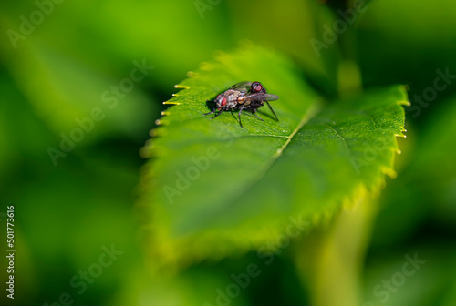 Flies mating - macro detail closeup