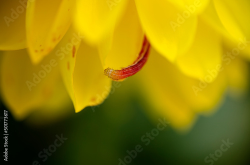 Fotografiet Larva climbing on flower - macro detail closeup