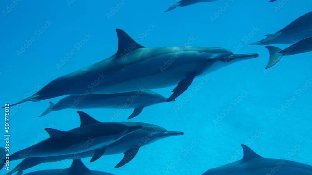 Dolphins. Spinner dolphin. Stenella longirostris is a small dolphin that lives in tropical coastal waters around the world. 