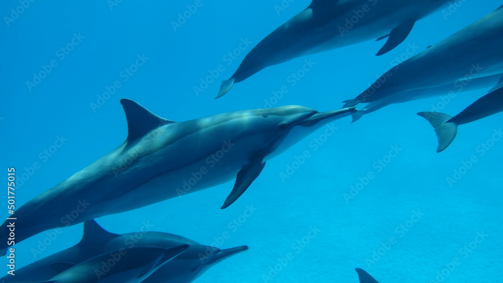Dolphins. Spinner dolphin. Stenella longirostris is a small dolphin that lives in tropical coastal waters around the world. Dolphins. Spinner dolphin. Stenella longirostris is a small dolphin that lives in tropical coastal waters around the world.