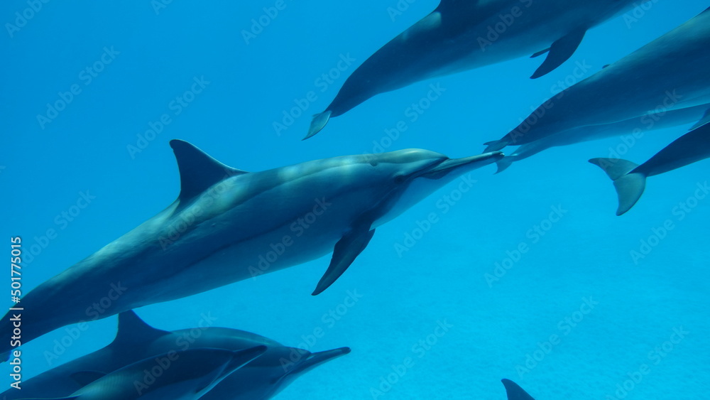 Dolphins. Spinner dolphin. Stenella longirostris is a small dolphin that lives in tropical coastal waters around the world. 