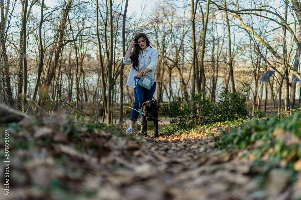 A large dog drags a pet owner into the park. A woman walks with her black Labrador outdoors. Funny moments during the walk. A large dog drags a pet owner into the park. A woman walks with her black Labrador outdoors. Funny moments during the walk.