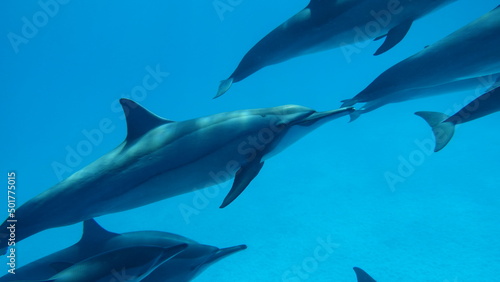 Dolphins. Spinner dolphin. Stenella longirostris is a small dolphin that lives in tropical coastal waters around the world. © Vitalii6447