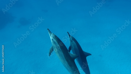 Dolphins. Spinner dolphin. Stenella longirostris is a small dolphin that lives in tropical coastal waters around the world. 