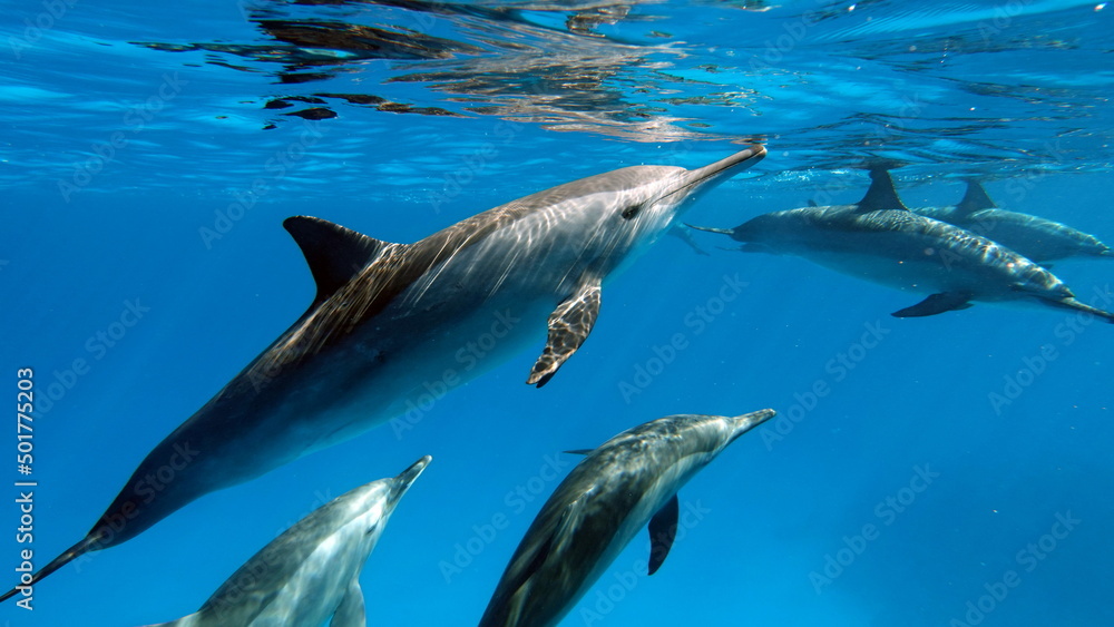 Obraz premium Dolphins. Spinner dolphin. Stenella longirostris is a small dolphin that lives in tropical coastal waters around the world.