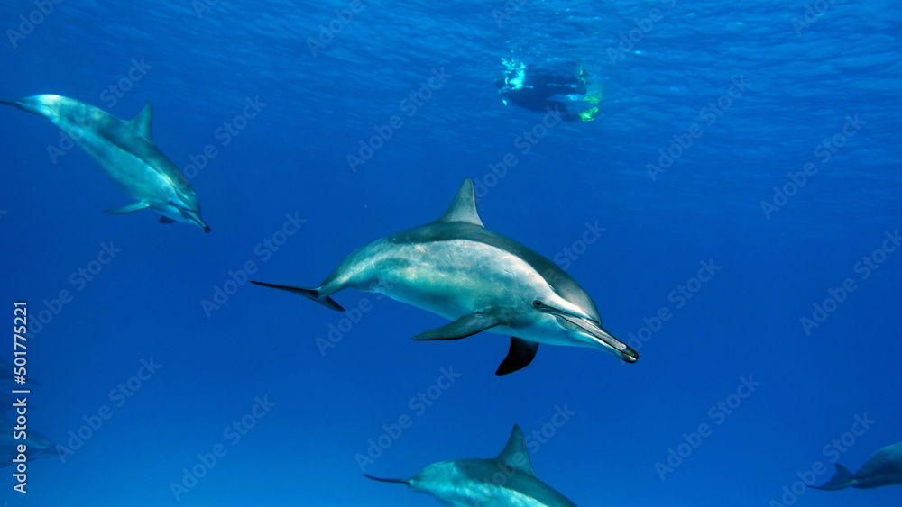 Dolphins. Spinner dolphin. Stenella longirostris is a small dolphin that lives in tropical coastal waters around the world.
Dolphins. Spinner dolphin. Stenella longirostris is a small dolphin that lives in tropical coastal waters around the world.