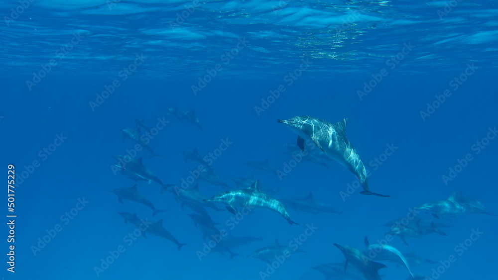 Fototapeta premium Dolphins. Spinner dolphin. Stenella longirostris is a small dolphin that lives in tropical coastal waters around the world. 