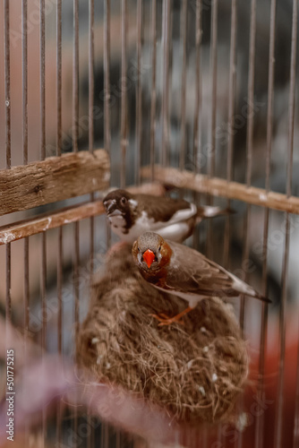 A pair of Amadins in a cage. Pet birds photo