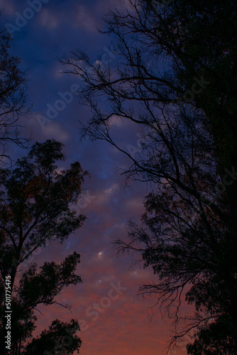 sunset in the woods © Molly