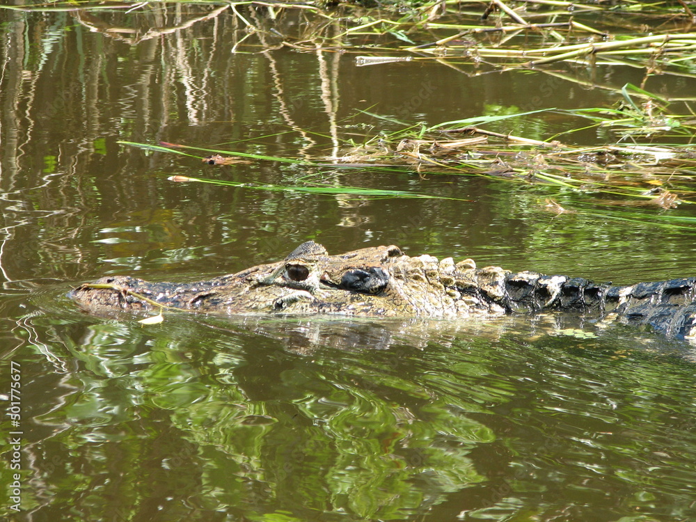 Black caiman Black caiman