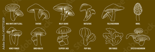 mushroom line art vector illustration milk-white brittlegill, shiitake, milky agaric, matsutake, field mushroom, morel, honey fungus, birch bolete, slippery jack