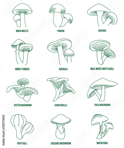 mushroom line art vector birch bolete, porcini, shiitake, oyster  mushroom, chanterelle, field mushroom, honey fungus, russula, milky white brittlegill, puffball, caesars mushroom, matsutake 
