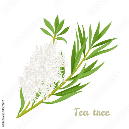 Tea tree leaves and flowers isolated on white. Vector illustration of Melaleuca alternifolia or honey-myrtles. Cartoon flat style.