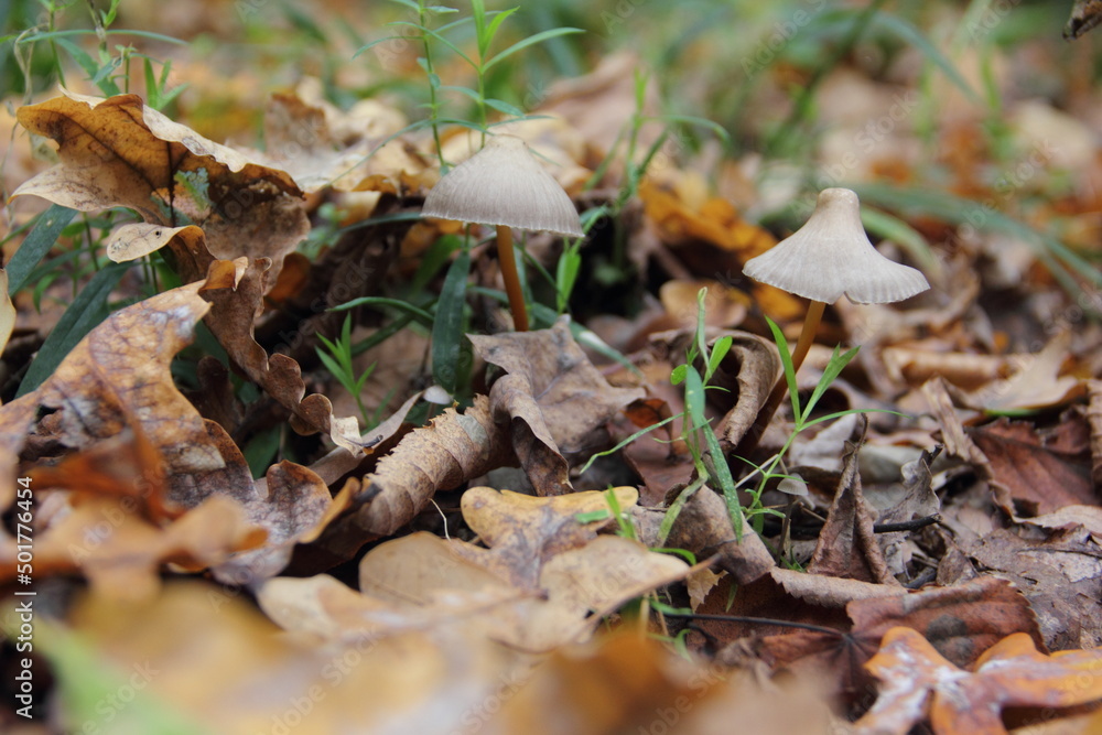 mushroom in the forest mushroom in the forest