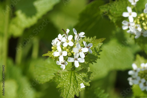 Close up white flowers of garlic mustard (Alliaria petiolata), family Brassicaceae, Cruciferae. Spring, April, Dutch garden.  