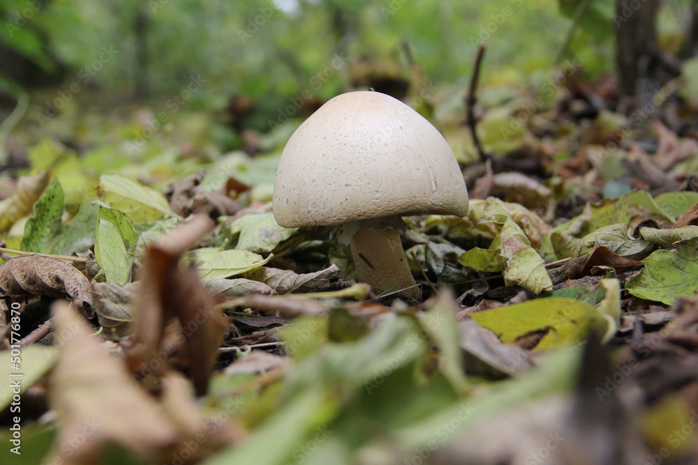 mushroom in the forest mushroom in the forest