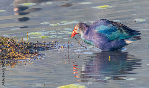 Schilderij op canvas Purple Swamphen carrying nest material
