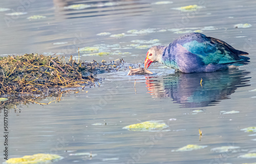 Foto Purple Swamphen cleaning its leg