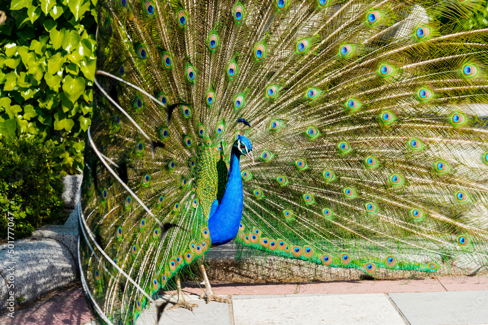 Obraz premium peacock with feathers in El Retiro Park of Madrid, Spain.