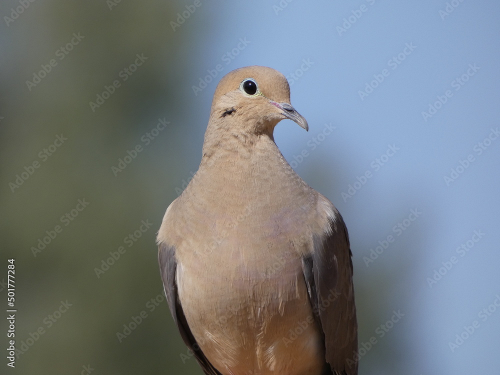 close up of a dove close up of a dove