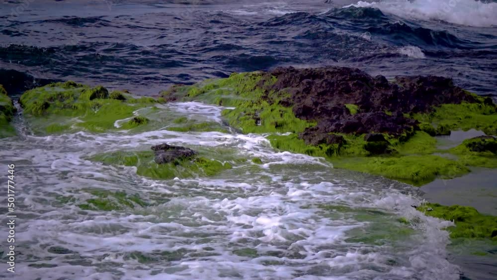 Green algae on stones and rocks in the coastal zone, Black Sea Green algae on stones and rocks in the coastal zone, Black Sea