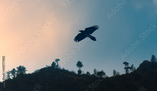 Indian Glossy Black Raven, House crow (Corvus splendens) in cities of India as vicariate of Carrion crow and Hooded crow in cities of Europe, perfectly adapted synanthropic (stress tolerant) species photo