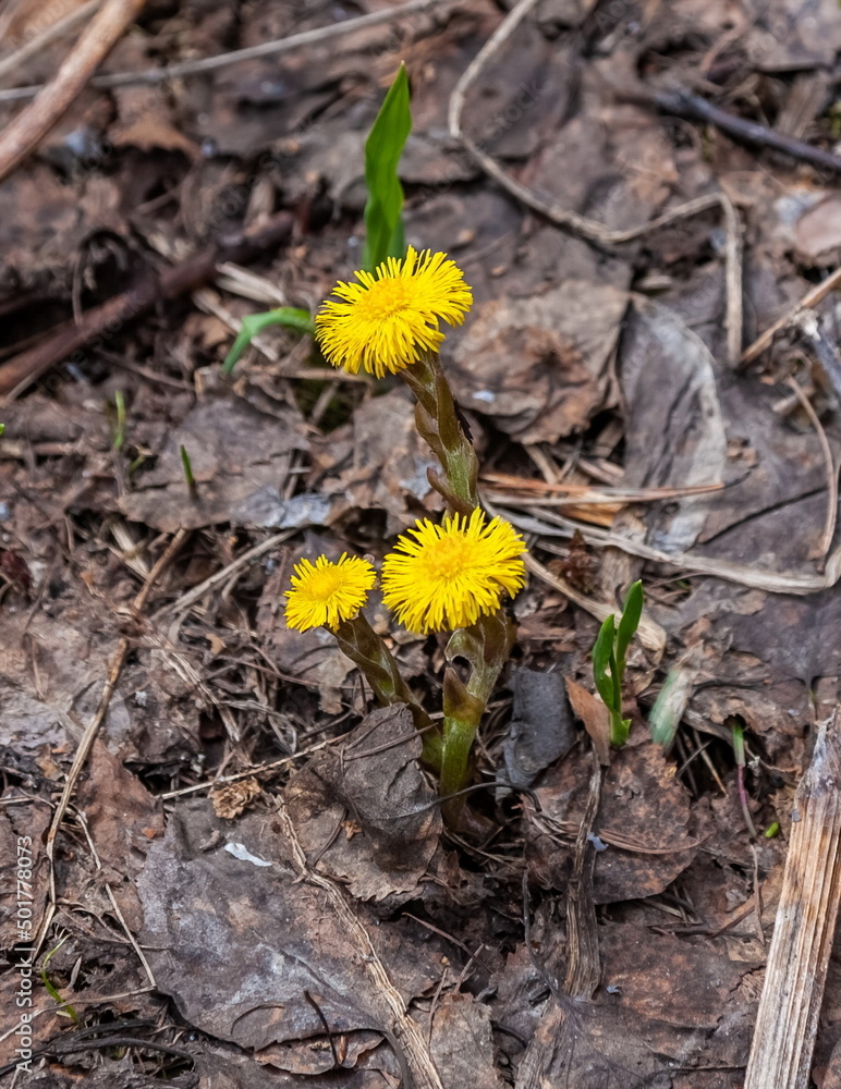 The first yellow spring flower The first yellow spring flower