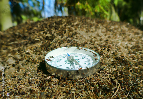 All animals are well oriented in space (wayfinding), as they have an internal compass. Ants crawl on the compass. The concept of spatial orientation (spatialization) photo