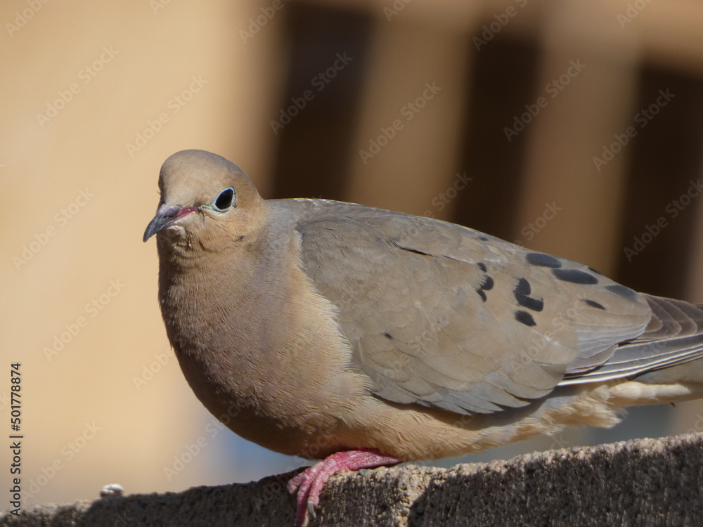 dove on a wall