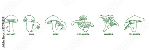 mushroom line art vector illustration birch bolete, porcini, shiitake, oyster  mushroom, chanterelle, field mushroom 