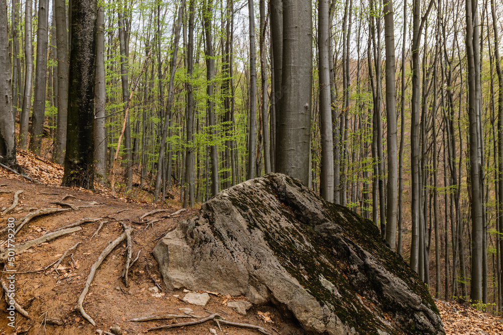 Large stone and wooden roots on ground in mountain forest. Large stone and wooden roots on ground in mountain forest.