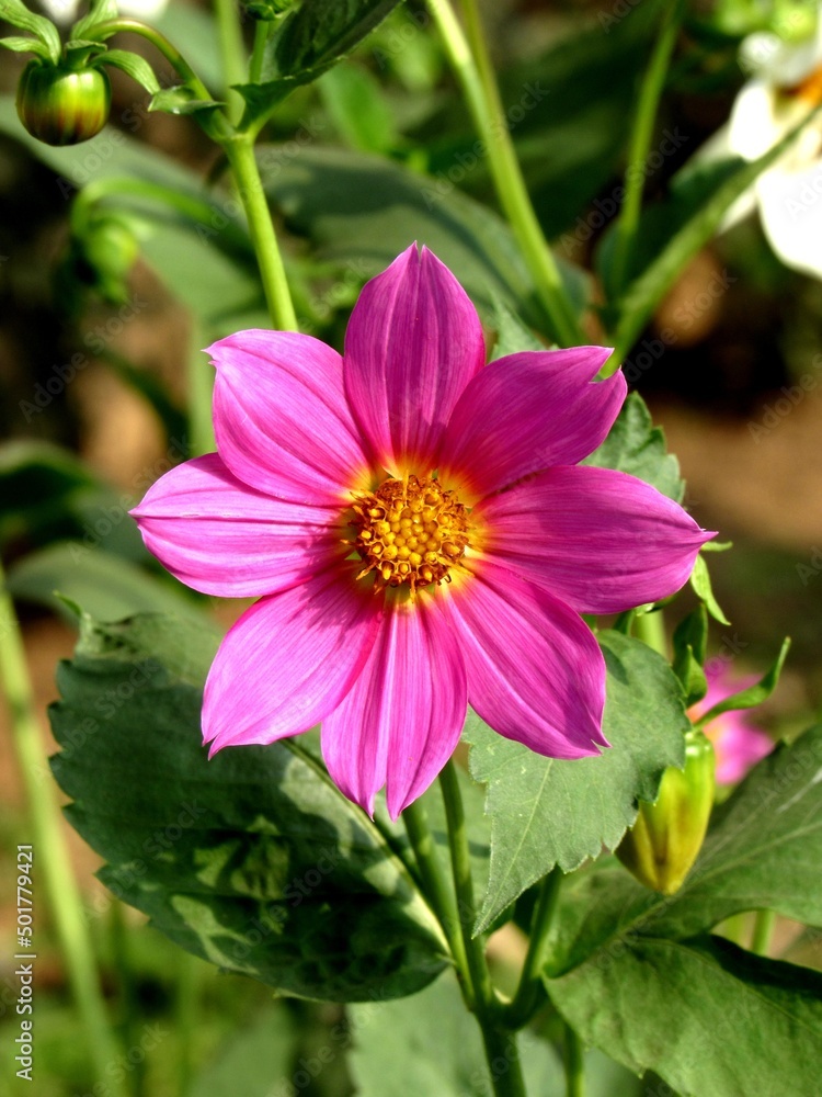 pink flower