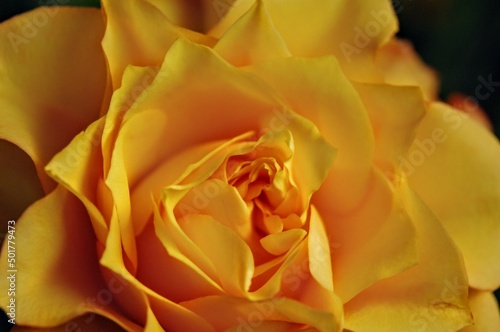 yellow rose closeup  pack flowers 